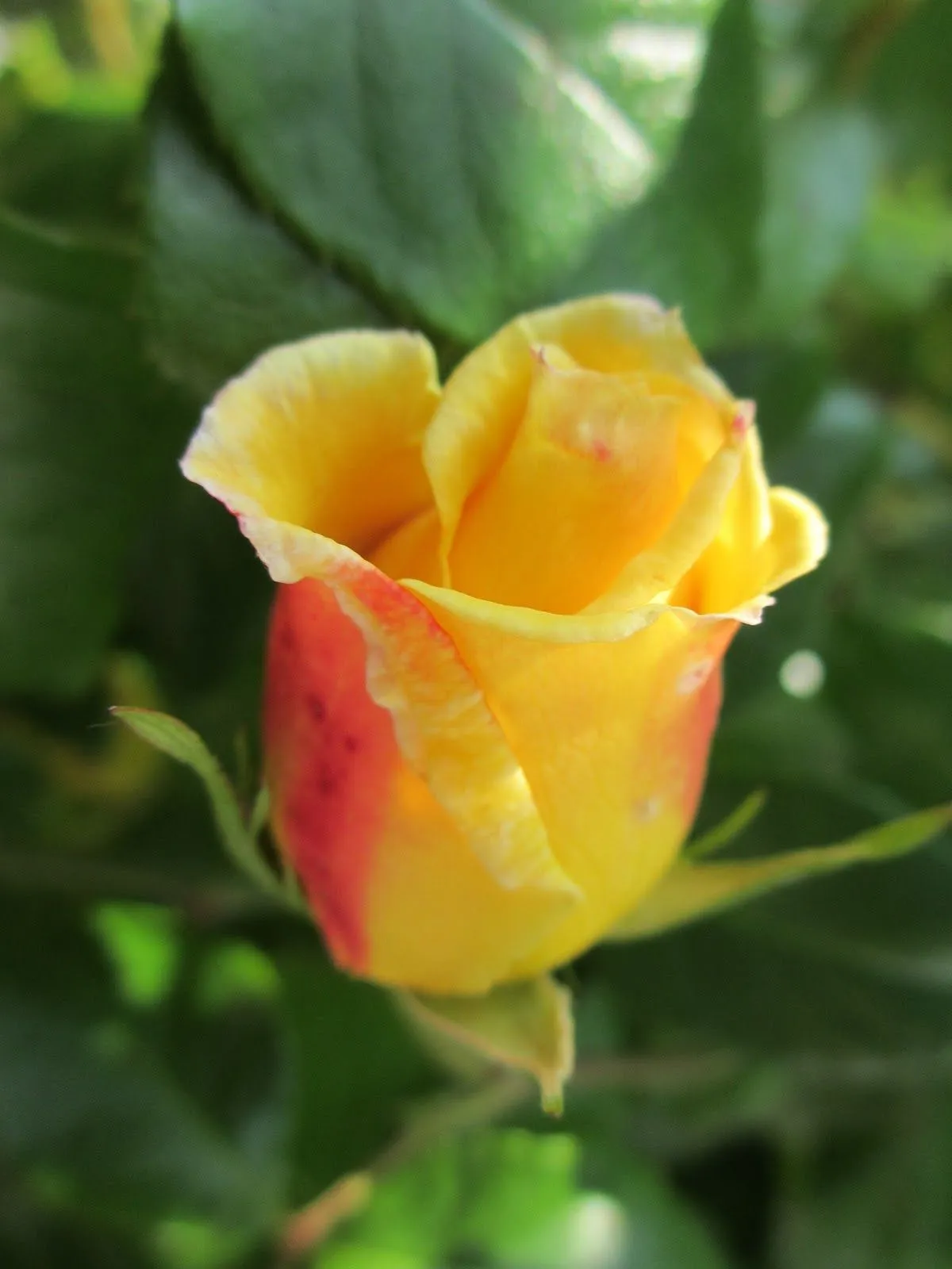 Marta Zabaleta: ROSAS del Jardín de la Martita, criadas con estas ...