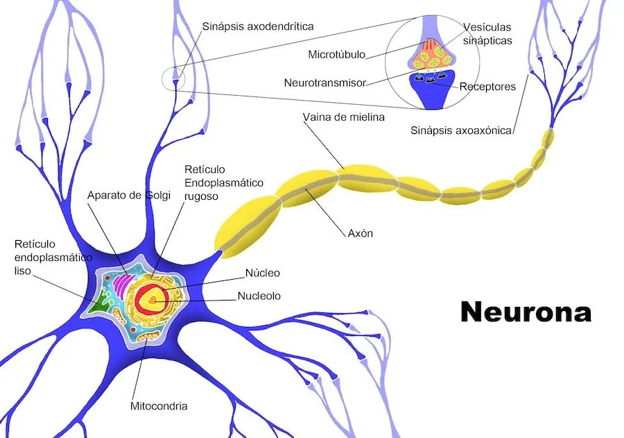 Un test sanguíneo detecta el alzheimer con tres años de antelación ...