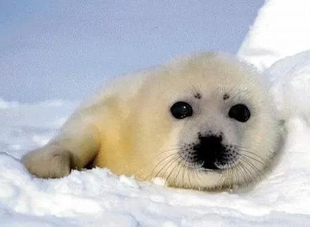 LAS COSAS MÁS MONAS: FOTOS ANIMALES