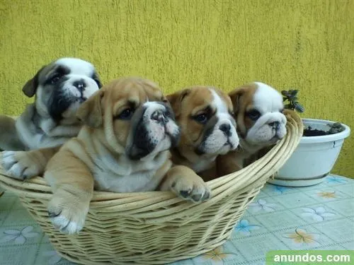Máscara impresionante con ojos azules Bulldog Inglés cachorros ... Máscara impresionante con ojos azules Bulldog Inglés cachorros ...