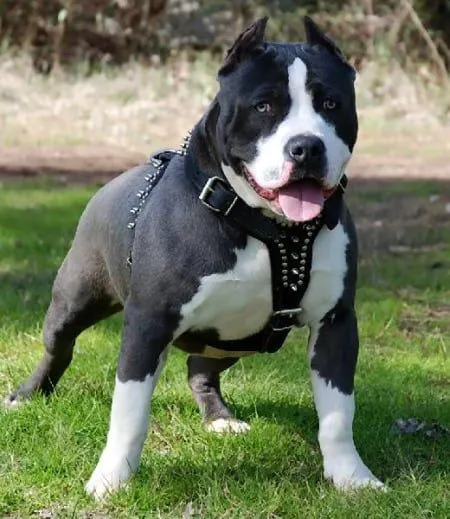 El entrenamiento para los perros pit bull :: VisitaCasas.com El entrenamiento para los perros pit bull :: VisitaCasas.com