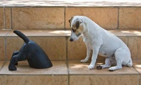 MI MASCOTA FAVORITA: Perritos Tiernos y Graciosos De La Red MI MASCOTA FAVORITA: Perritos Tiernos y Graciosos De La Red