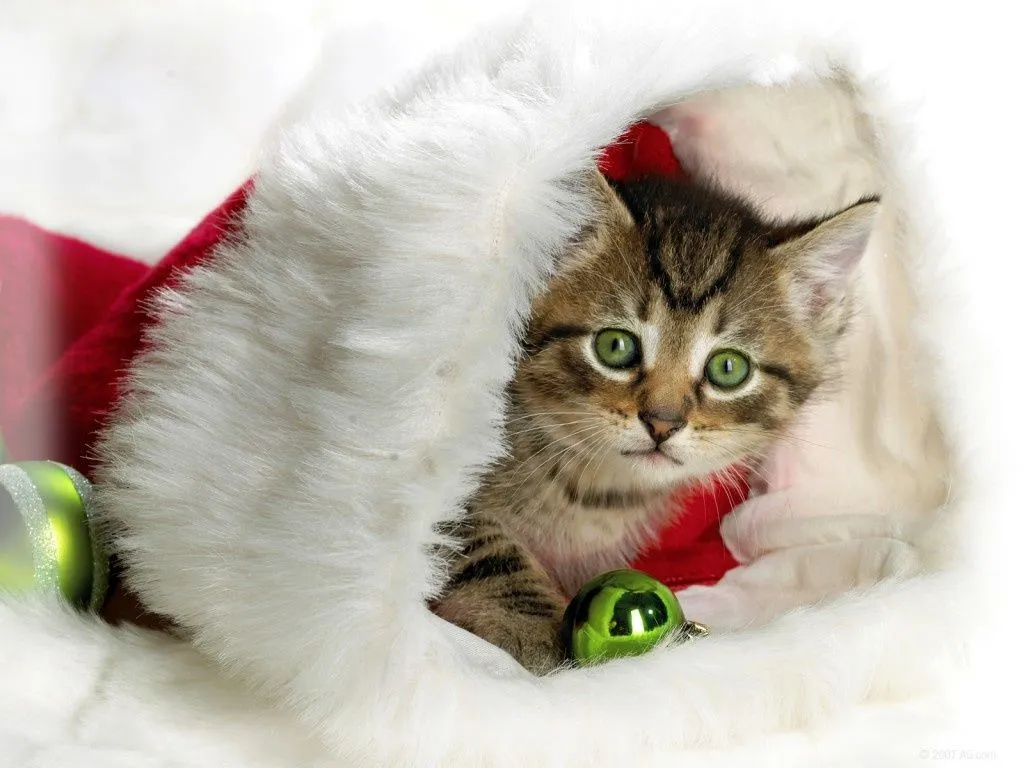 LA MASCOTA FELIZ: Gatos y las visitas navideñas LA MASCOTA FELIZ: Gatos y las visitas navideñas