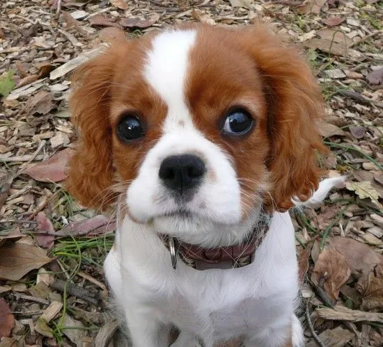 LA MASCOTA FELIZ: PERROS Y GATOS RAZAS