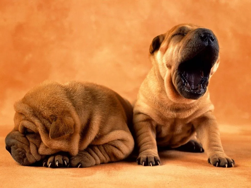 LA MASCOTA FELIZ: PERROS Y GATOS RAZAS