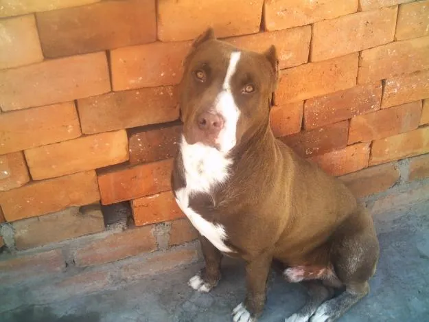 LA MASCOTA FELIZ: Pitbulls: diez cualidades que se deben conocer