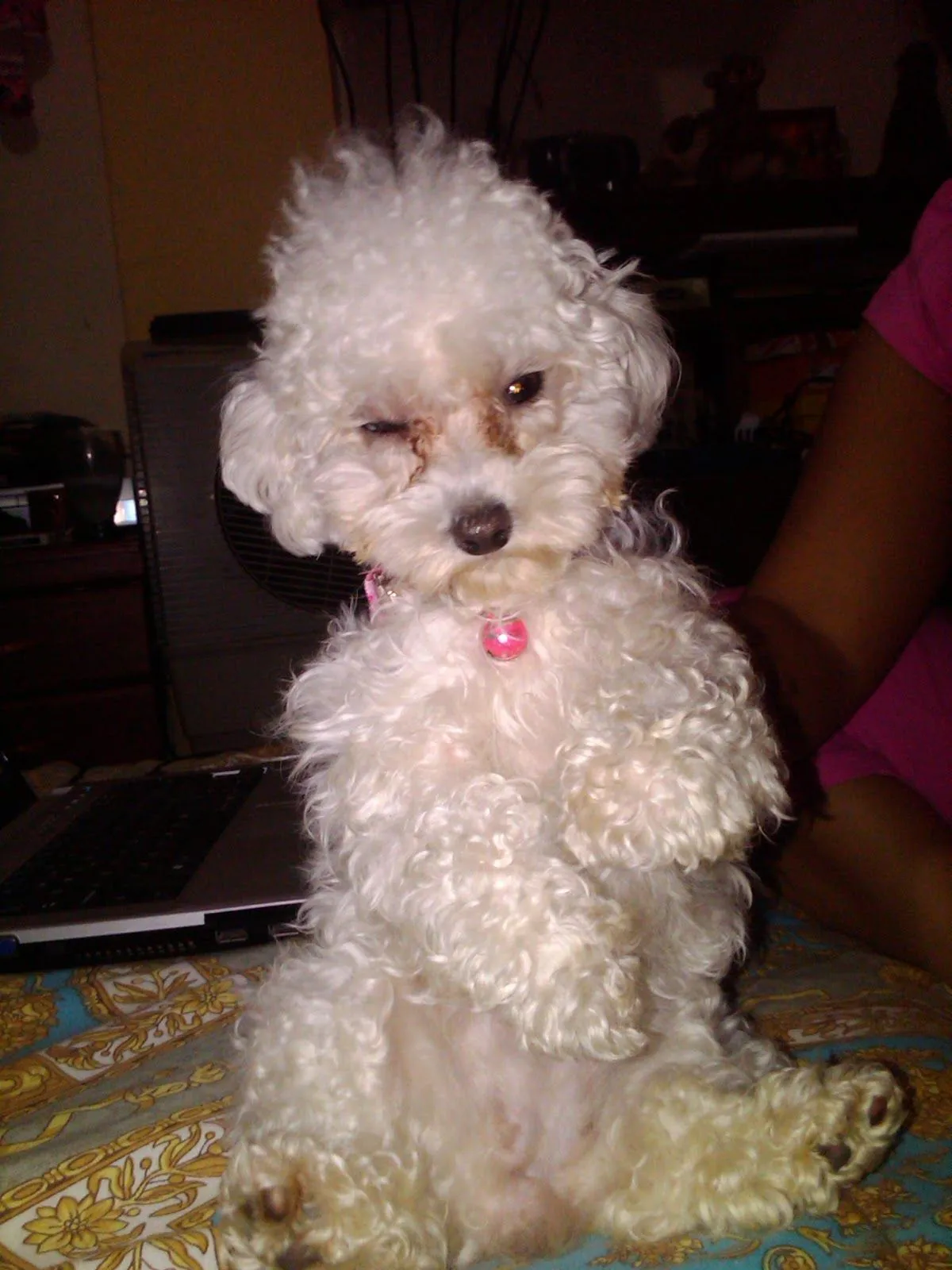 Mascota Poodle TOY MINI TACITA DE TE o CANICHE PEQUEÑO Mascota Poodle TOY MINI TACITA DE TE o CANICHE PEQUEÑO