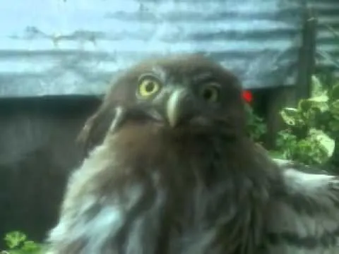mi mascota un tecolote de orizaba ver - YouTube mi mascota un tecolote de orizaba ver - YouTube