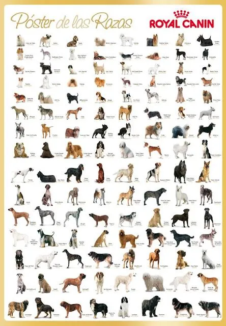 Nuestras Mascotas