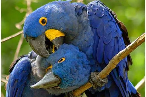 Todo Mascotas: Animales Monógamos: Fieles de por vida Todo Mascotas: Animales Monógamos: Fieles de por vida