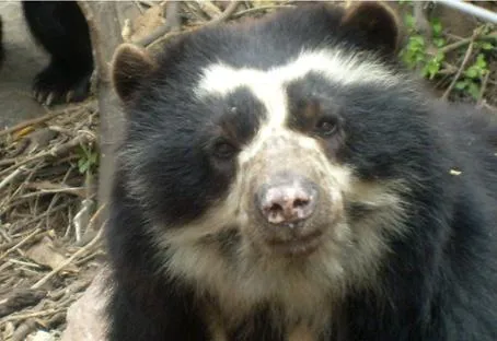 MASCOTAS !!!: ANIMALES EN VIA DE EXTINCION EN COLOMBIA MASCOTAS !!!: ANIMALES EN VIA DE EXTINCION EN COLOMBIA