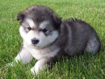 ... es perjudicial tener ya un perro cuando nace un bebe los celos tambien ... es perjudicial tener ya un perro cuando nace un bebe los celos tambien