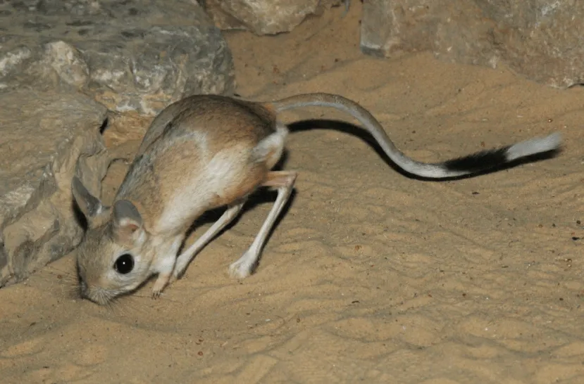 Mascotas felices: abril 2014