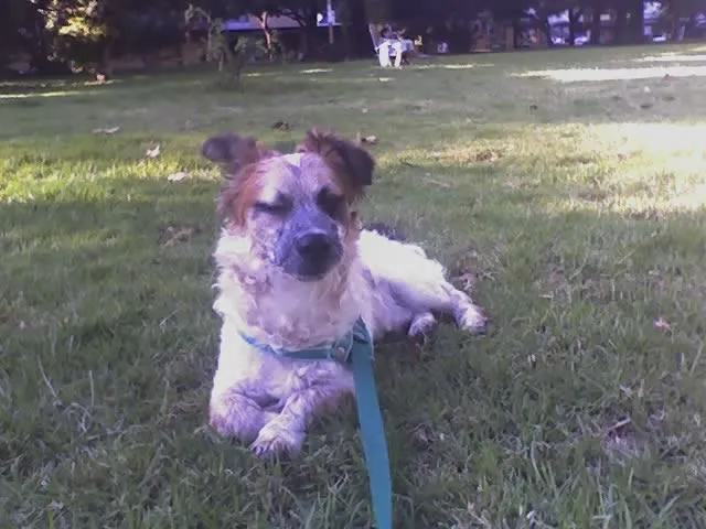 Mascotas - La Gaceta