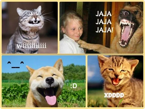 Todo Mascotas: Gifs de animales graciosos