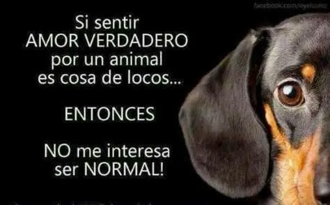 Mascotas en el Hogar: Frases de amor por los animales