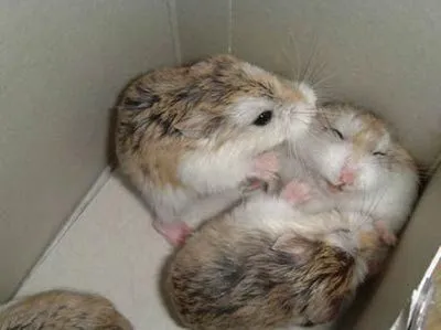 Mascotas en el Hogar: Gestación y cuidado de las crías de hamster Mascotas en el Hogar: Gestación y cuidado de las crías de hamster