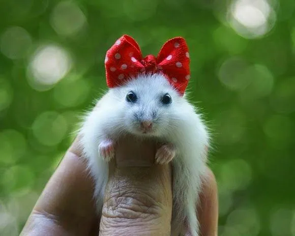 Todo Mascotas: Imágenes graciosas de Hámsters Todo Mascotas: Imágenes graciosas de Hámsters