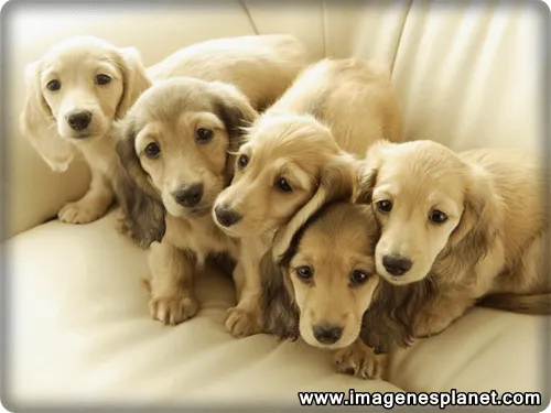 imagenes+de+perros.png