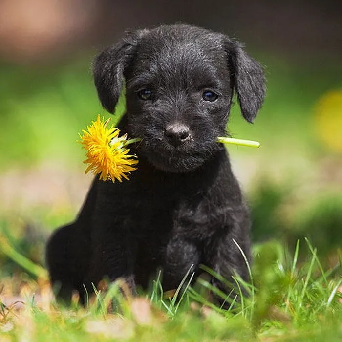 LAS MASCOTAS: !!!LOS PERRITOS MAS PEQUEÑOS DEL MUNDO!!! LAS MASCOTAS: !!!LOS PERRITOS MAS PEQUEÑOS DEL MUNDO!!!