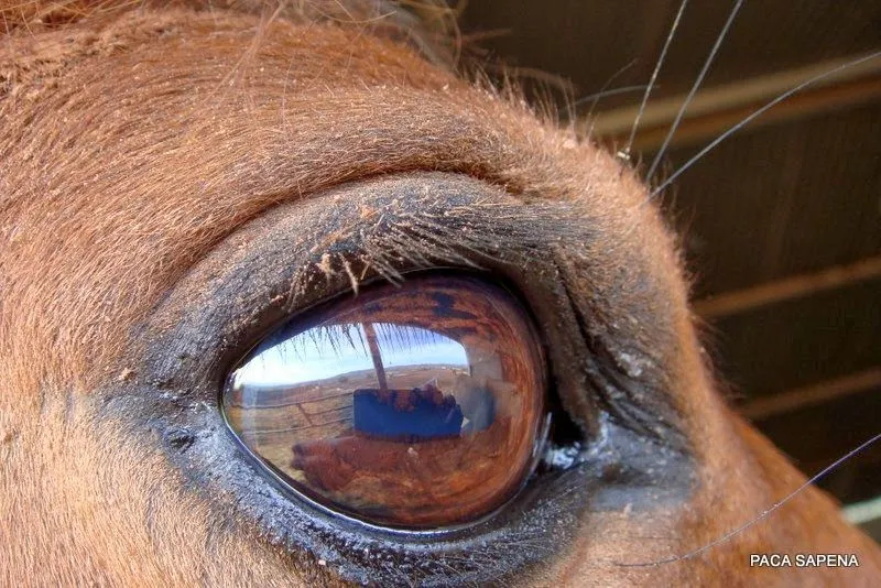 Mascotas y muchas más cosas : LA MIRADA DE UN CABALLO