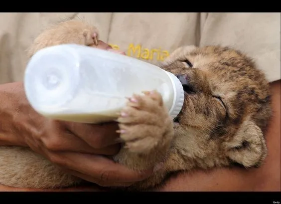 Las mascotas más monas de 2012 (FOTOS) | Animales, Bebé y Lion Las mascotas más monas de 2012 (FOTOS) | Animales, Bebé y Lion