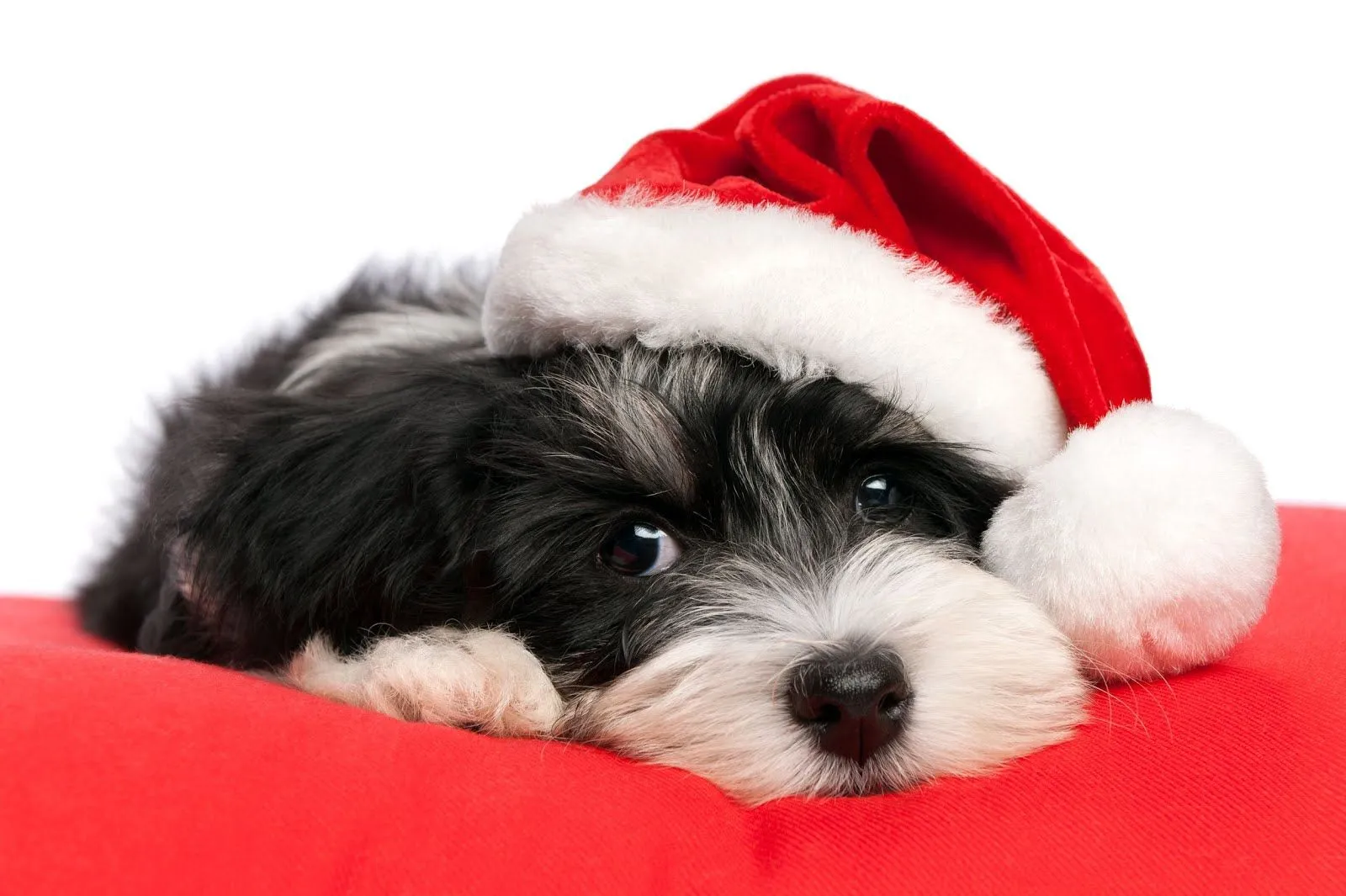 7 mascotas navideñas muy lindas (Perritos y Gatitos) | Banco de ... 7 mascotas navideñas muy lindas (Perritos y Gatitos) | Banco de ...