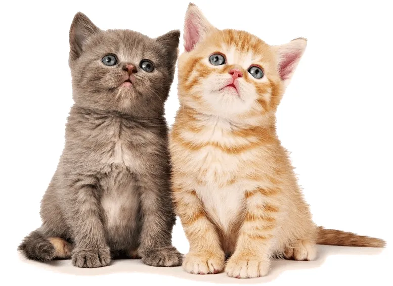 Todo Mascotas: Nombres originales y bonitos para mascotas Todo Mascotas: Nombres originales y bonitos para mascotas