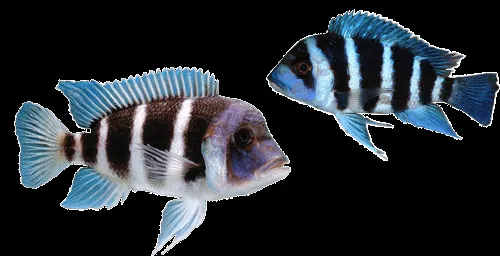 Todo Mascotas: Peces