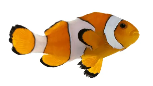 Todo Mascotas: Peces