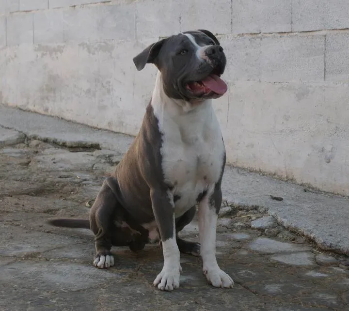 Mascotas perdidas y Encontradas: Robado un perro de raza american ...