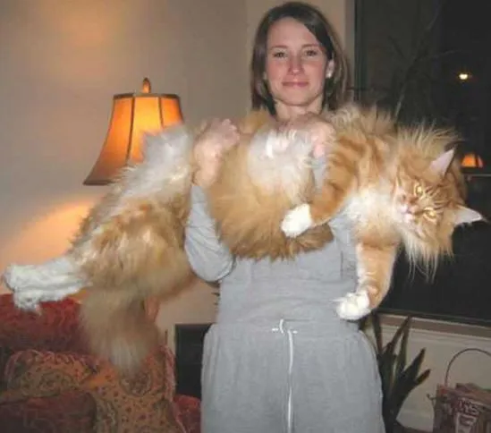 Grandes mascotas. Perros y gatos gigantes.(Big Pets. Giant dogs ... Grandes mascotas. Perros y gatos gigantes.(Big Pets. Giant dogs ...