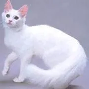 Todo Sobre Mascotas: Razas Gatos: Angora Turco Todo Sobre Mascotas: Razas Gatos: Angora Turco