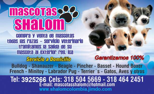 Mascotas shalom venta de todas las razas garantizadas - Cali ... Mascotas shalom venta de todas las razas garantizadas - Cali ...