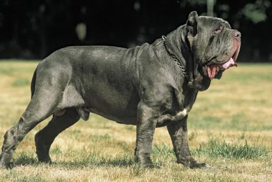 Mastín Napolitano | El mejor amigo del hombre