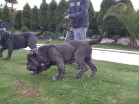 Mastin Napolitano Bruce Dello Stradone - YouTube Mastin Napolitano Bruce Dello Stradone - YouTube