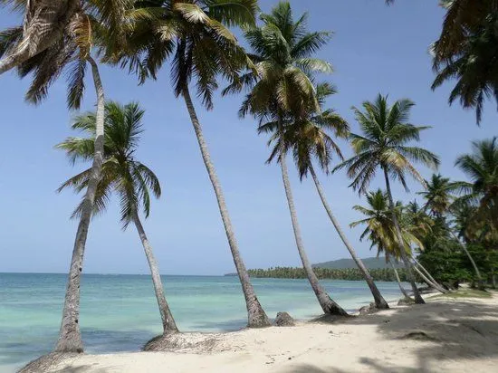 matas de coco - Picture of Rudy's Rancho, Las Galeras - TripAdvisor matas de coco - Picture of Rudy's Rancho, Las Galeras - TripAdvisor