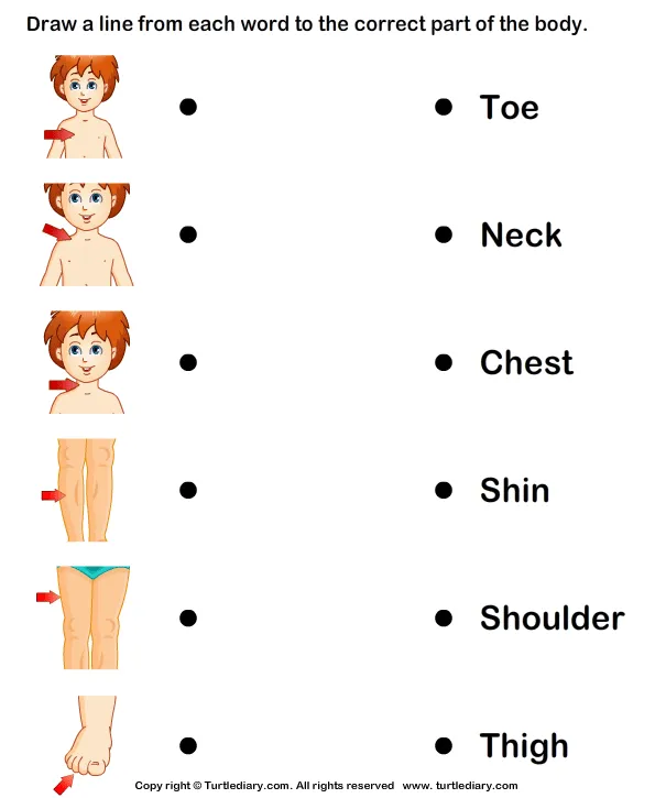 Match Body Parts To Their Names 6 Worksheet - TurtleDiary.com