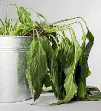 material de apoyo para primero de primaria: caracteristicas de los ...