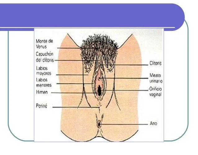material-de-apoyo-2- ...
