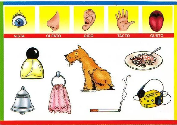 Material Didáctico: El curpo y los órganos de los sentidos