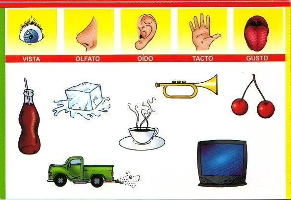 Material Didáctico: El curpo y los órganos de los sentidos Material Didáctico: El curpo y los órganos de los sentidos
