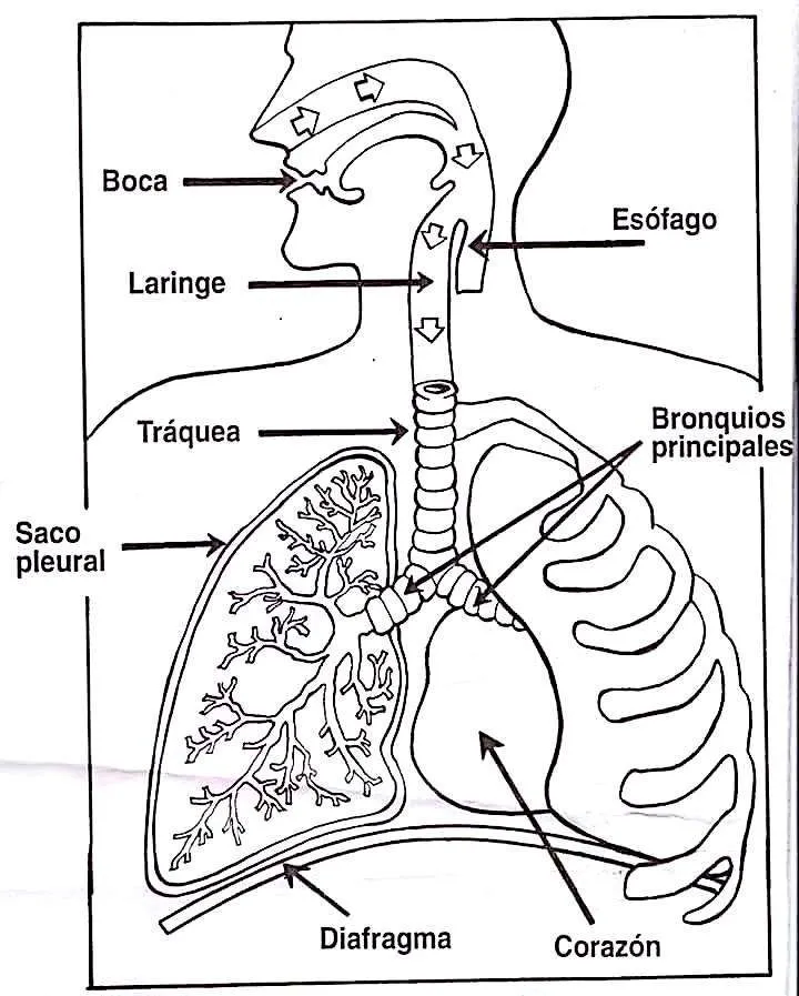 Material didáctico, dibujos para colorear, láminas para imprimir y proyectar, imágenes para colore… | Sistemas del cuerpo humano, Sistemas del cuerpo, Cuerpo humano Material didáctico, dibujos para colorear, láminas para imprimir y proyectar, imágenes para colore… | Sistemas del cuerpo humano, Sistemas del cuerpo, Cuerpo humano