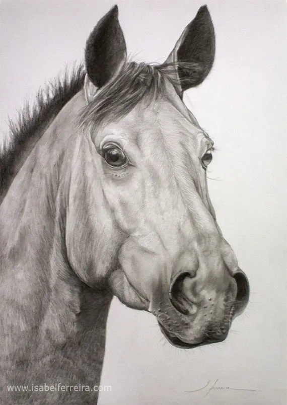 Matita originale disegno-dolce cavallo di di ArtbyIsaFerreira