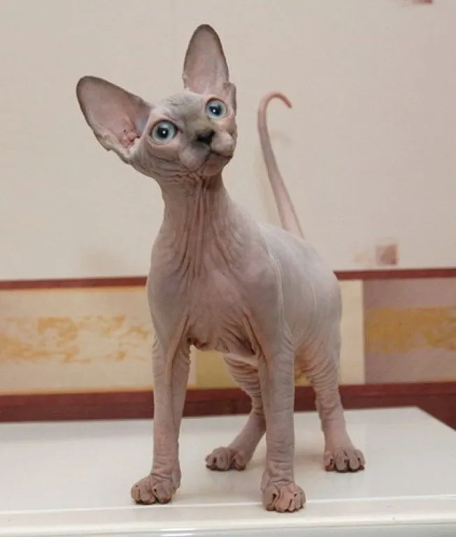 gato egipcio | Cuidar de tu gato es facilisimo. gato egipcio | Cuidar de tu gato es facilisimo.