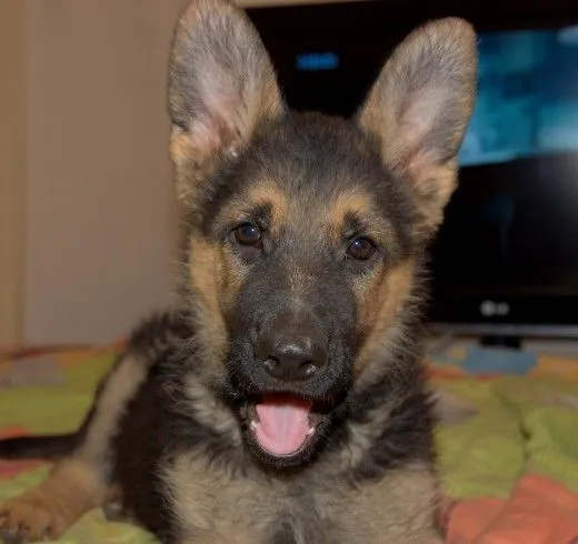 MAX PASTOR ALEMAN 3 MESES | Álbum de fotos de adndna | Perros.com MAX PASTOR ALEMAN 3 MESES | Álbum de fotos de adndna | Perros.com