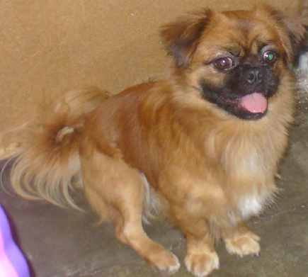 Max, pequinés en adopción | Agrupación para la Defensa Ética de ... Max, pequinés en adopción | Agrupación para la Defensa Ética de ...