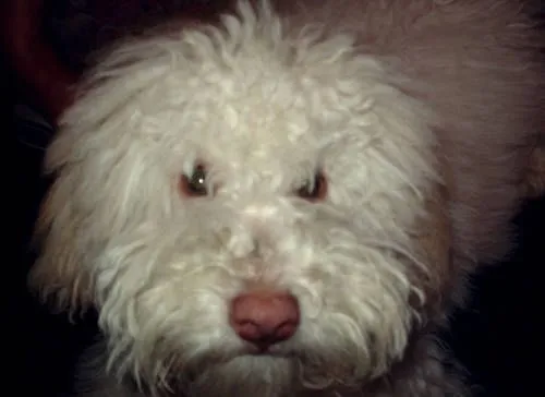 Max - Perros