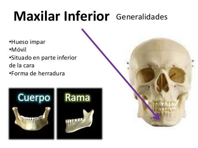 Maxilar inferior Maxilar inferior