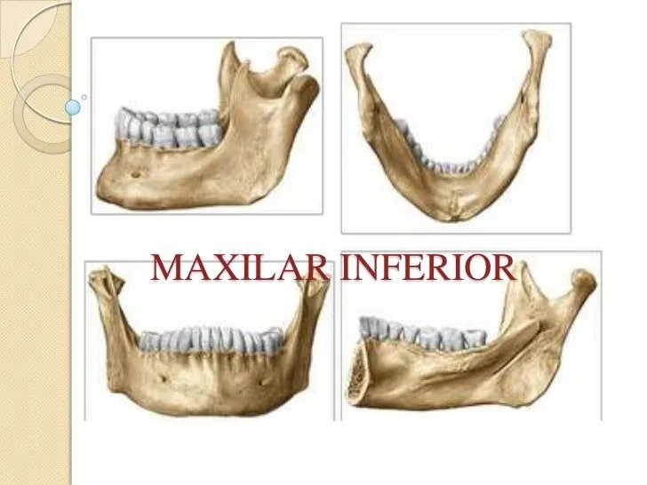 Maxilar inferior